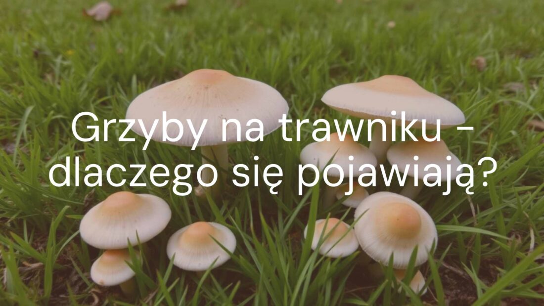 Mushrooms growing on a green lawn, realistic, natural lighting, detailed grass and fungi, slightly damp ground.