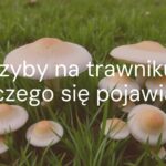 Mushrooms growing on a green lawn, realistic, natural lighting, detailed grass and fungi, slightly damp ground.