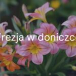 A vibrant freesia plant in a pot, blooming with colorful, bell-shaped flowers, soft spring light, detailed and realistic.