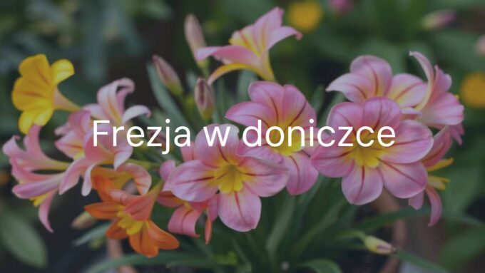 A vibrant freesia plant in a pot, blooming with colorful, bell-shaped flowers, soft spring light, detailed and realistic.