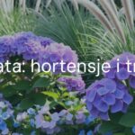 A beautiful garden bed with blooming hydrangeas and ornamental grasses, soft pink and blue flowers, natural sunlight, serene and elegant, realistic.