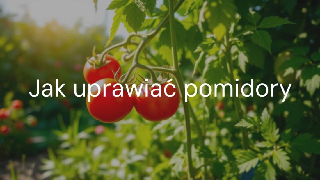 Fresh ripe tomatoes growing on vine in a sunny garden, green leaves, warm and bright atmosphere, realistic.