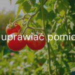 Fresh ripe tomatoes growing on vine in a sunny garden, green leaves, warm and bright atmosphere, realistic.