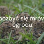 Garden infested with ants, close-up of anthills in grass, realistic.