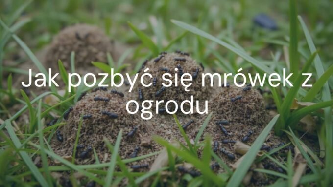 Garden infested with ants, close-up of anthills in grass, realistic.