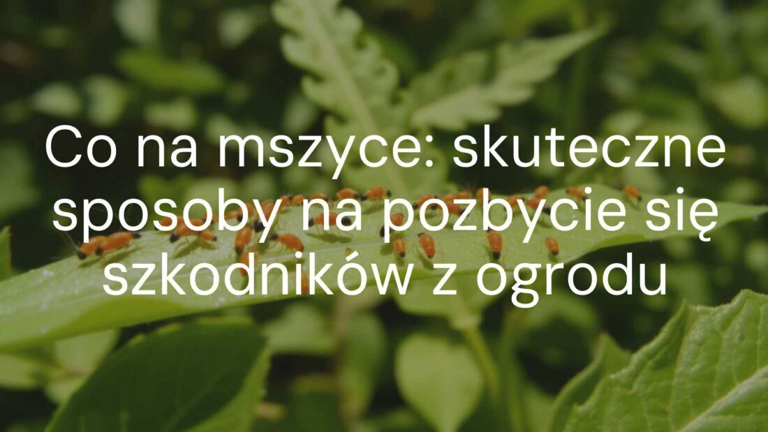 Close-up of aphids on green leaves, natural garden setting, realistic detail, vibrant colors, sunlight.