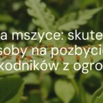 Close-up of aphids on green leaves, natural garden setting, realistic detail, vibrant colors, sunlight.