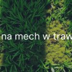 A lush green lawn with patches of moss, showing contrast between healthy grass and mossy areas, natural sunlight, realistic.